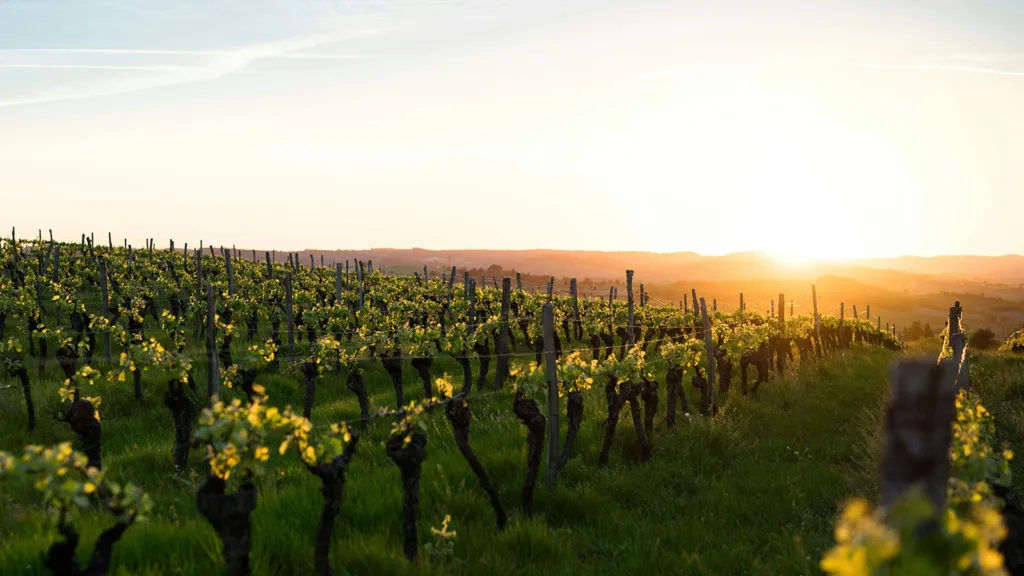 regenerating local terroirs for a global impact